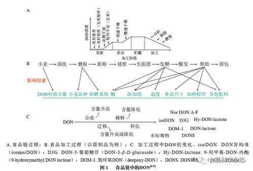 食品科学 安徽工程大学郭红艳讲师等 呕吐毒素的食品污染 吸收代谢及肠道毒性研究进展