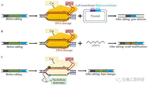 郑平团队丨谷氨酸棒杆菌的代谢工程使能技术研究进展