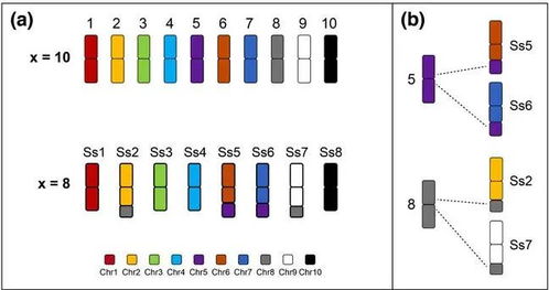 我校国家甘蔗工程技术研究中心邓祖湖团队开发甘蔗染色体全涂染探针揭示甘蔗复合体不同物种间染色体融合