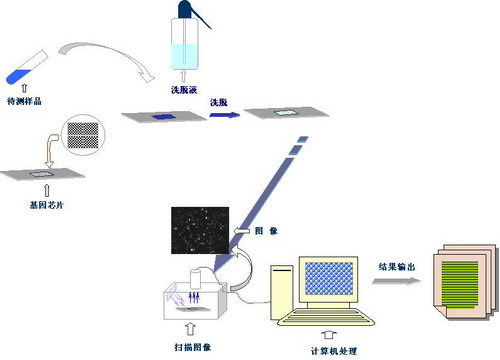 基因芯片的基因芯片的应用