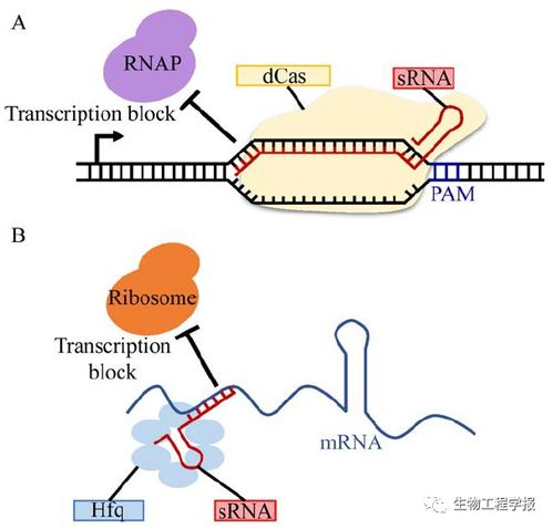 郑平团队丨谷氨酸棒杆菌的代谢工程使能技术研究进展