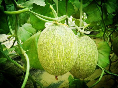 济南市振兴十大农业特色产业暨“菜篮子”工程现场推进会走进刁镇