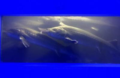 中国鱼子酱第一股清江鲟龙渔业